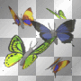 butterflies butterflies