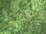 grassomg