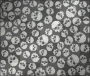Skulls