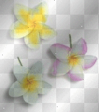 My plumeria