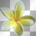 angaurpride plumeria