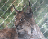 lynx