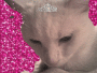 mii kitty cat 