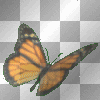 monarch butterfly