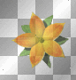 star flower star flower