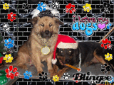 DOGS