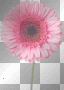pink flower