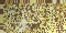 Gold Foil