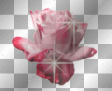 Pink rose glitter