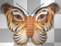 tiger butterfly