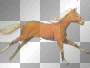 horse
