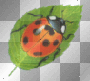 coccinelle coccinelle