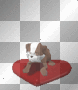 jumping puppy
