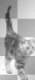 WALKING TABBY CAT