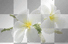 white flower white flower