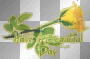 Have A Beautiful Day