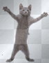 crazy cat