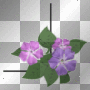 purple flowers