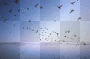 the birds