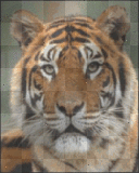 tigers