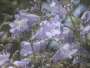 Flowers of Jacaranda mimosifolia