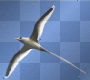 oiseaux oiseaux