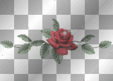 Red Rose
