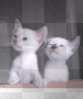 cats cats