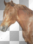 chestnut mare