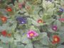 Flowers background