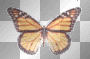 Small Butterfly