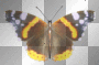 Peacock Butterfly