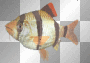 Animated tiger Barb Fish