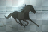 horse running
