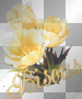 blume