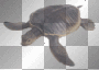 Schildkröte