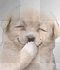 Laughing Puppy