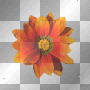 flowers collection 