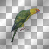parrot