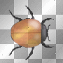 bugs