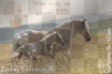 vous avez un forum 