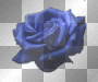 blue rose