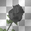 Blooming Black Rose  :-)