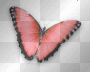 Animated Pink & Black Butterfly  :-}