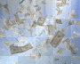 Mo Money Background