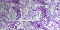 in between purples