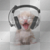 kitty listening to the music