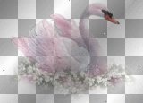 cygne