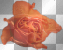 fleure orange