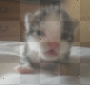 cucciolo